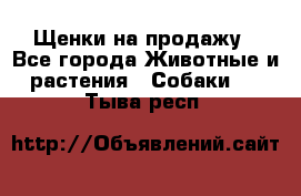 Щенки на продажу - Все города Животные и растения » Собаки   . Тыва респ.